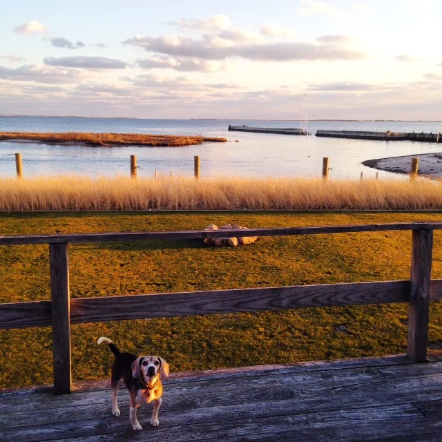Hudson during his Christmas visit in Bellport