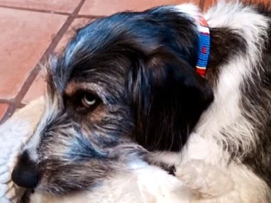 collar, The Dog Collar Boutique