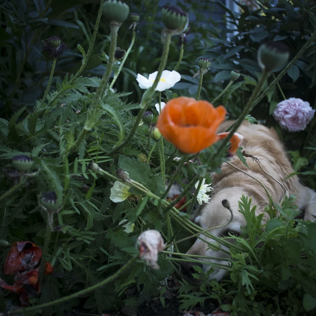 Scarlet in the Poppies, Rockport, Maine, 2014