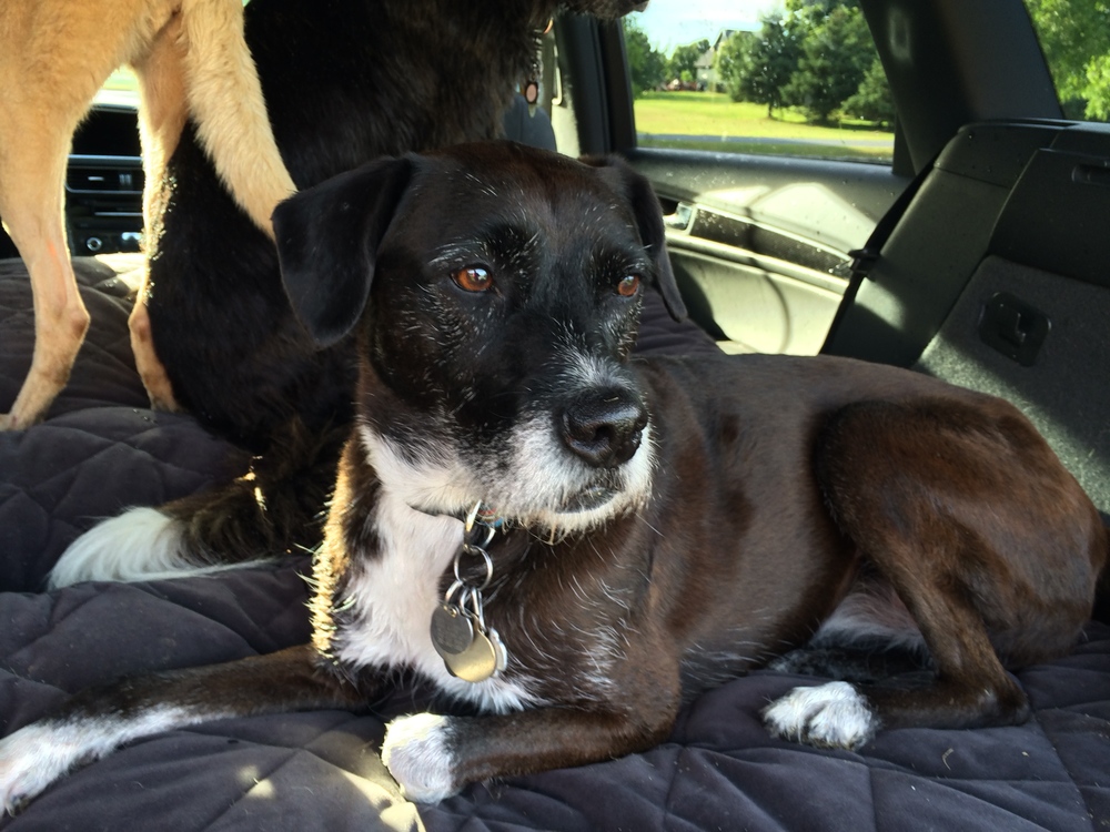 MAUDE, A STORY OF A DOG THAT IS MISSED, DEEPLY TOUCHED MY HEART