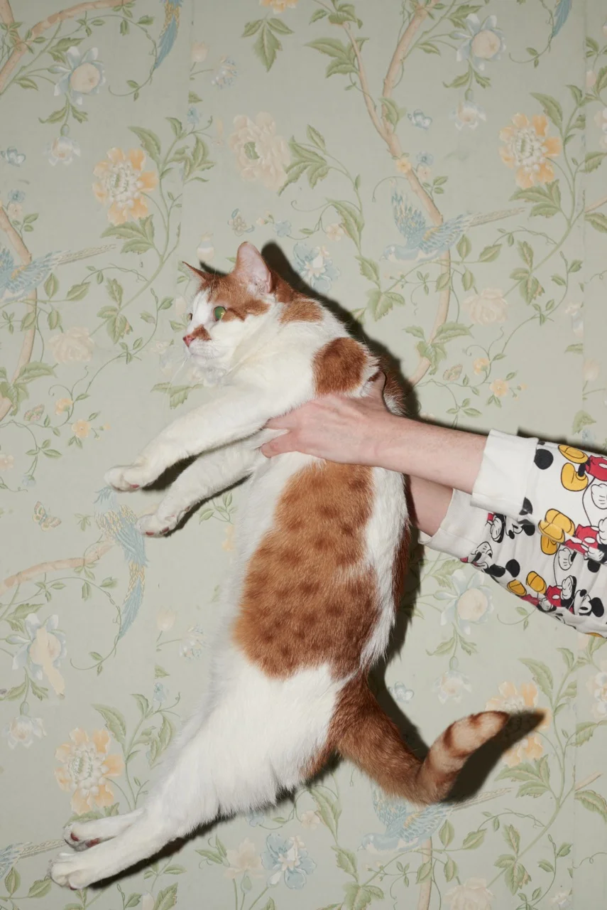 Banjo the first cat