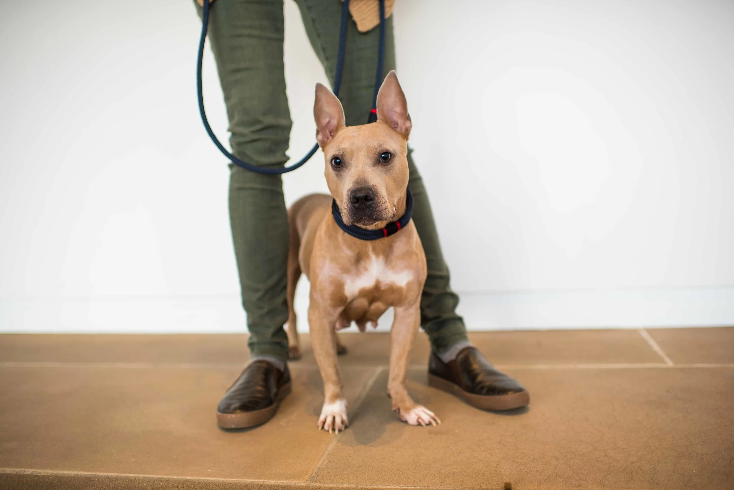 She is so chic that she would like to ask to come home with you and stay forever.