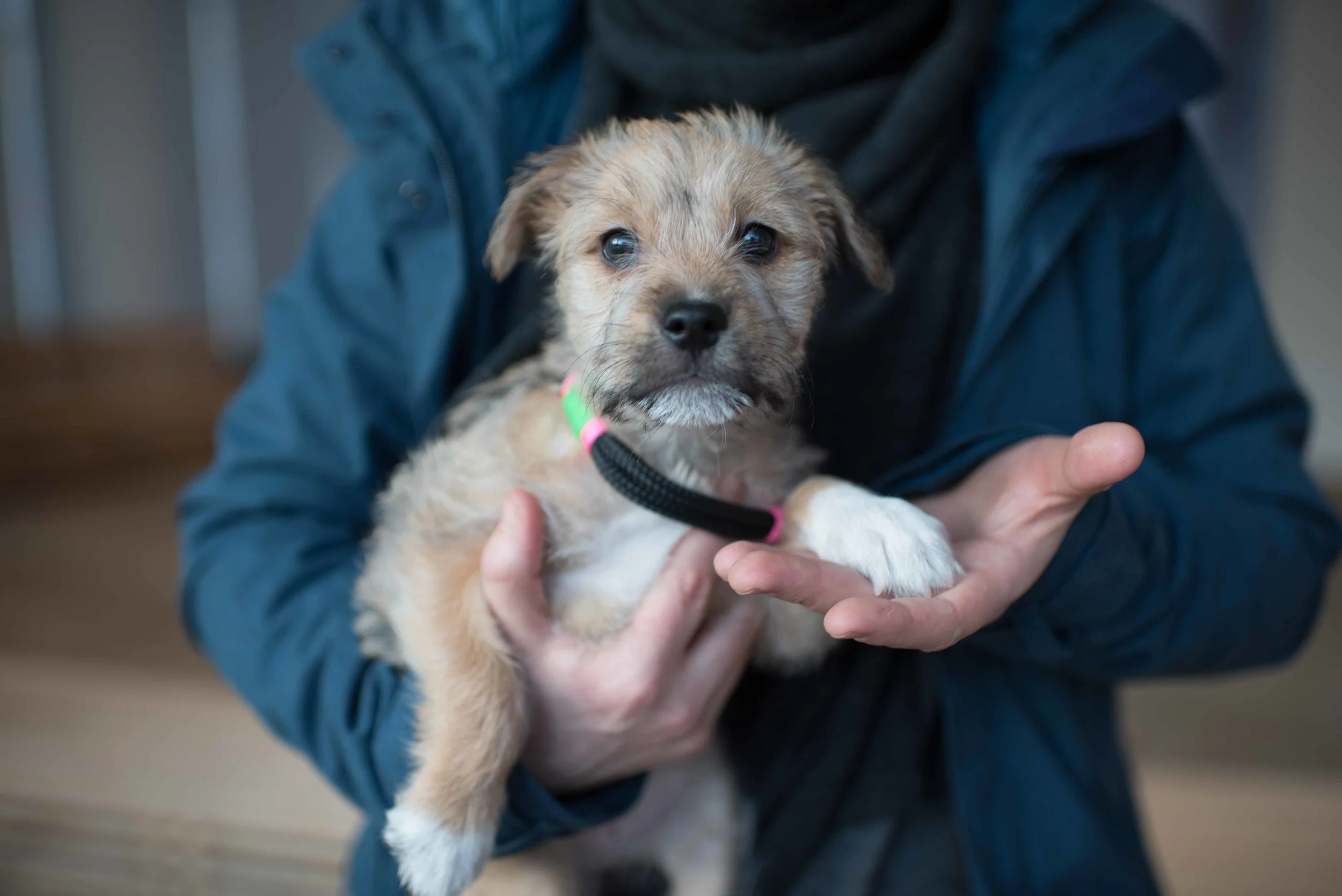 Stacy Alldredge holding Buttercup who is also looking for a home.
