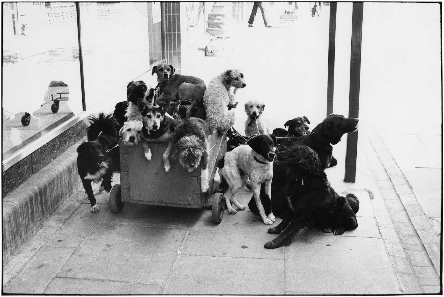 England, 1974 Elliott said the crazy old lady with all these dogs yelled at him for taking this.