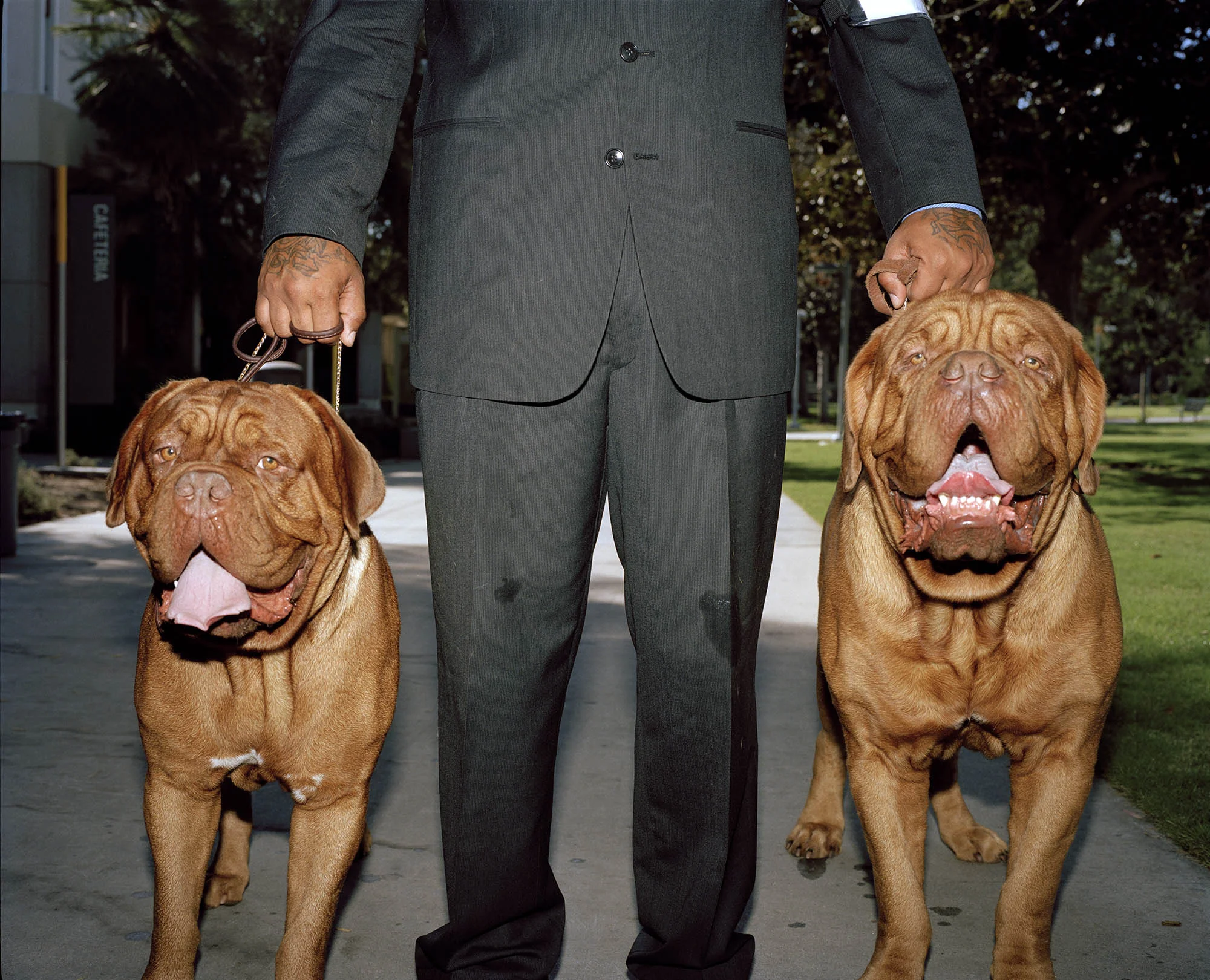 Dietrich and the Mastiffs Burbank, California