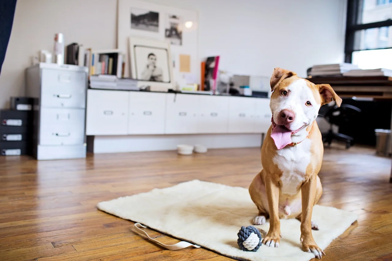 Jackson - Bed, Cloud 7 and toy Max-Bone both available on DOG & CO .