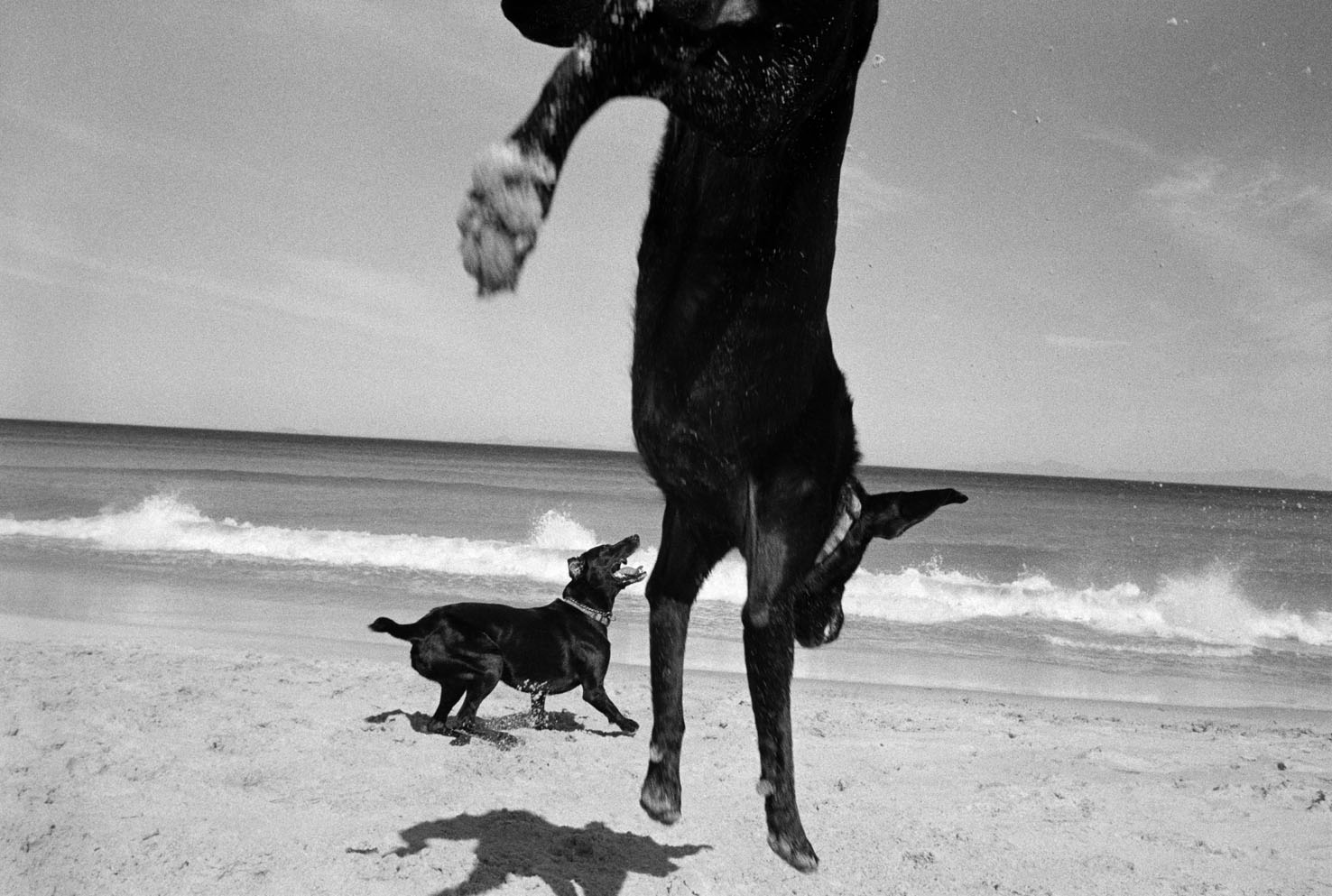  Two Dogs, Pringle Bay, Cape, South Africa. 1999/2000 