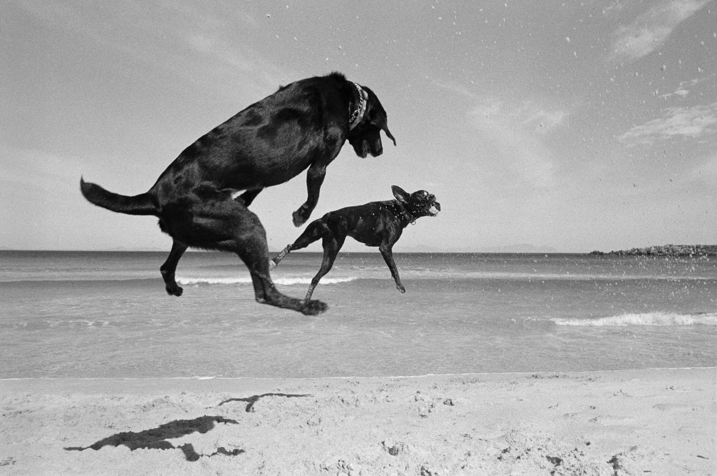  Two Dogs, Pringle Bay, Cape, South Africa. 1999/2000 