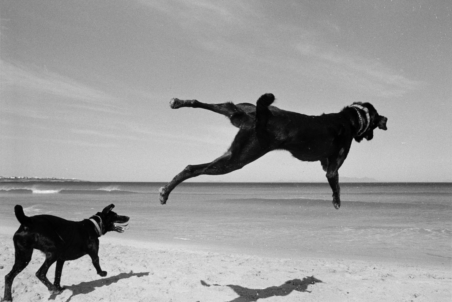 Two Dogs, Pringle Bay, Cape, South Africa. 1999/2000 