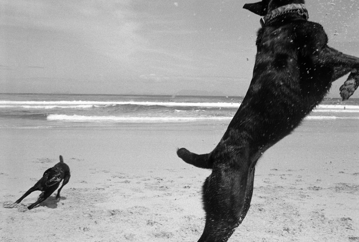  Two Dogs, Pringle Bay, Cape, South Africa. 1999/2000 