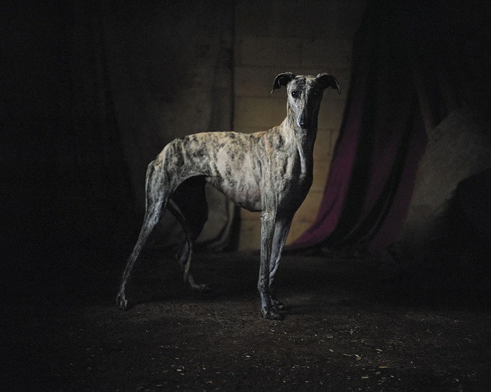 GALGO 019