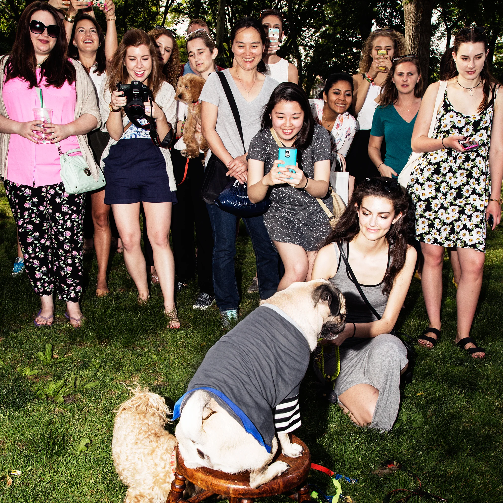  Instagram celebrity Doug the Pug for Mrs Sizzle 