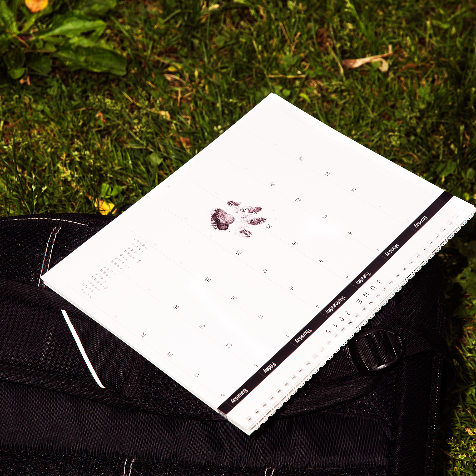  Instagram celebrity Doug the Pug for Mrs Sizzle 