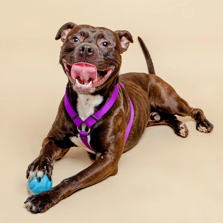 Dog & co. took a trip to photograph some of the pooches staying at