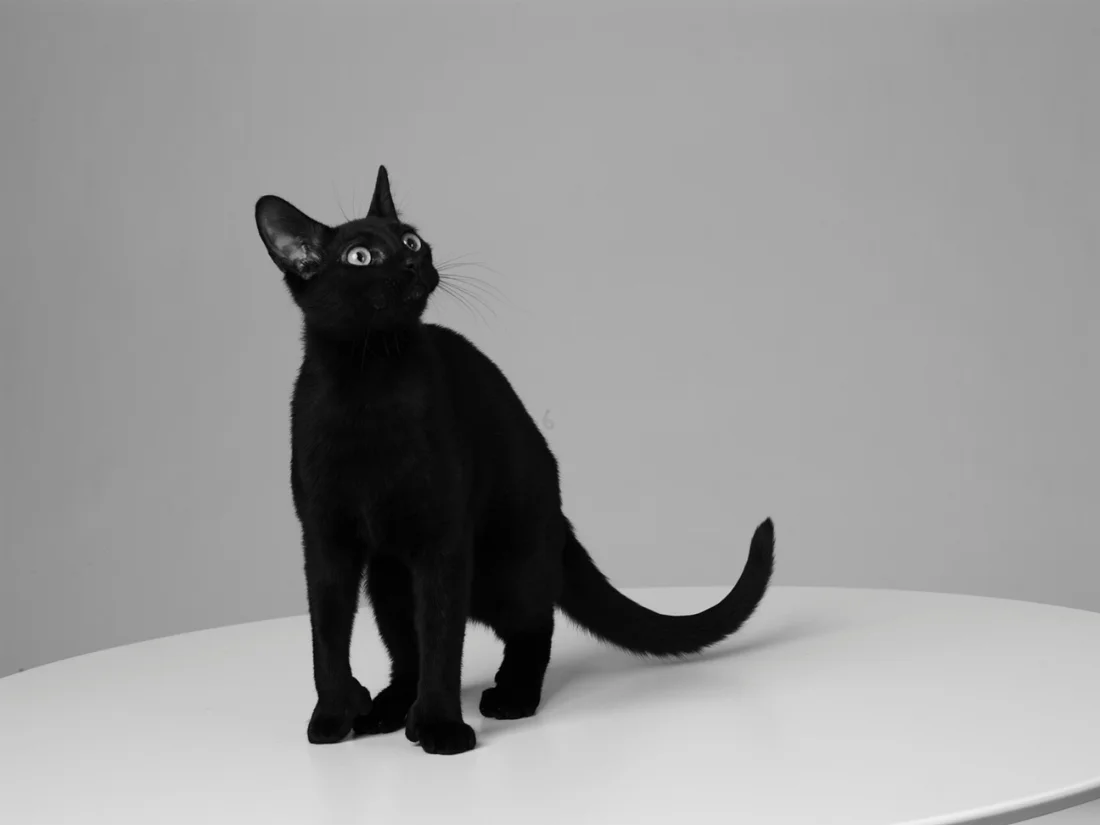 Mrs Sizzle Cat Lacombe.jpg