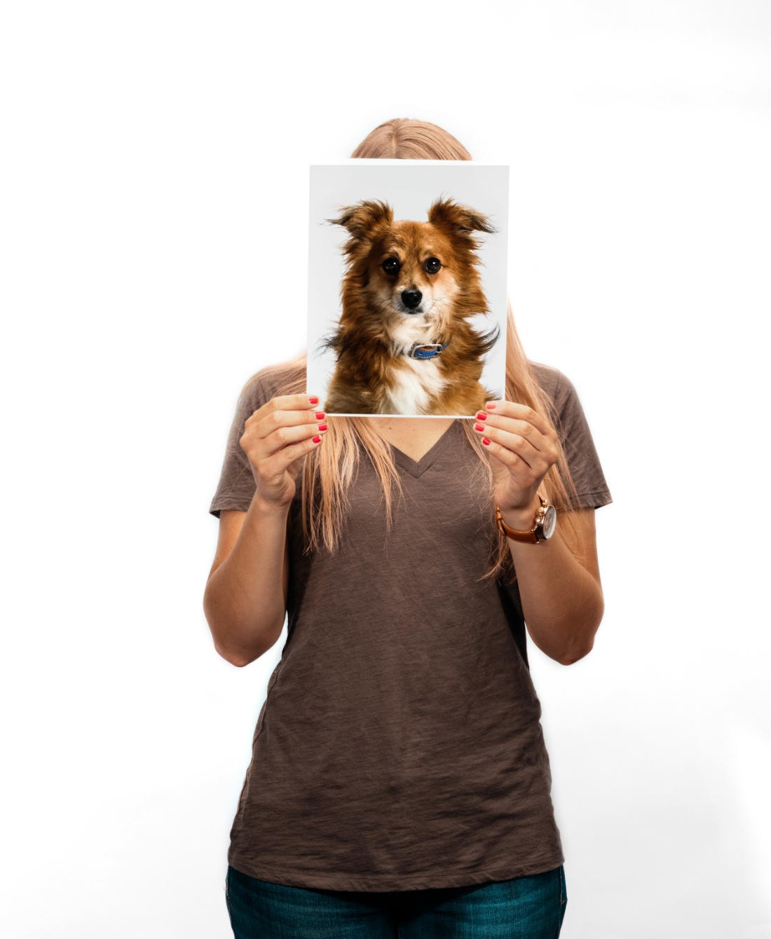 Jack is a Pomeranian Mix, ADOPTED. SPONSORED POST 