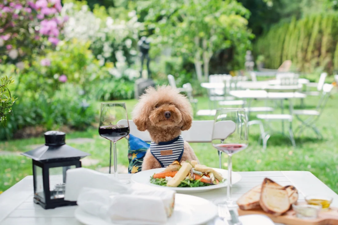 Cookie indulges in the delicious fare