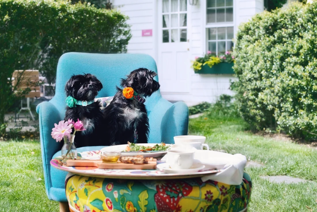 Edie and Clair enjoy a lunch and some in the garden