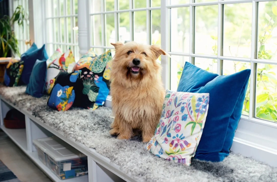 Benny from Arf having a grand time in the sunroom