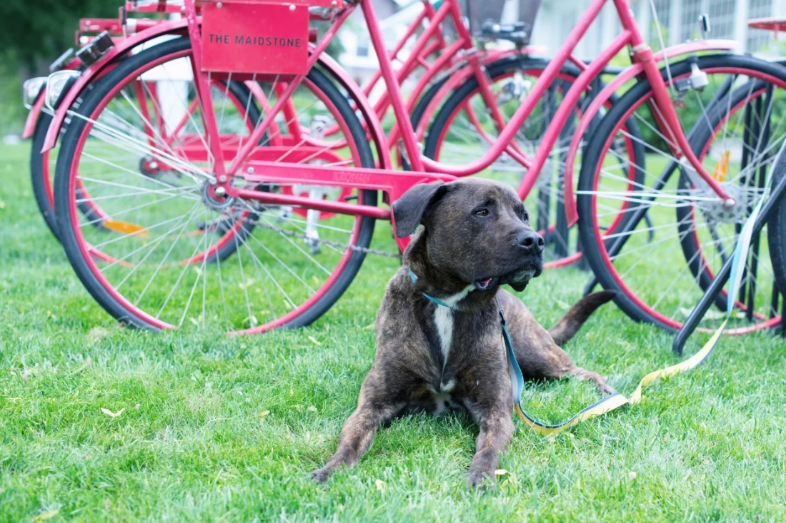After you take a ride be sure to think about taking Ozzie from Arf home with you! Ozzie wearing a Wolfgang Mand and Beast collar and leash.