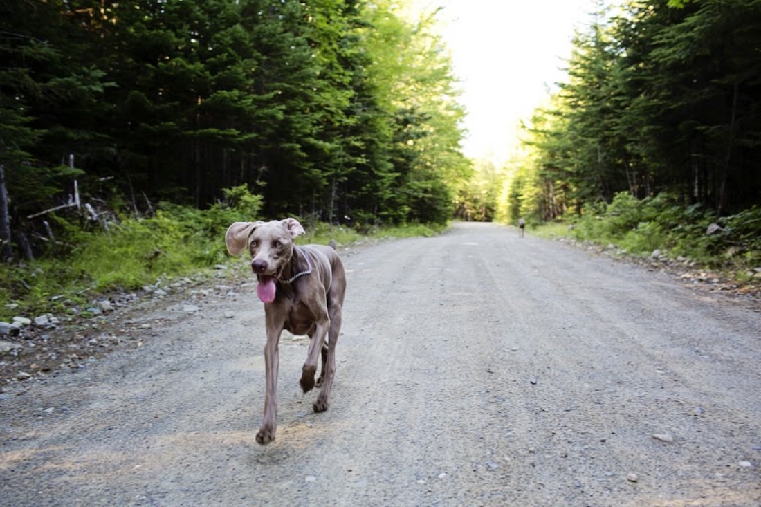 Topper leading the way