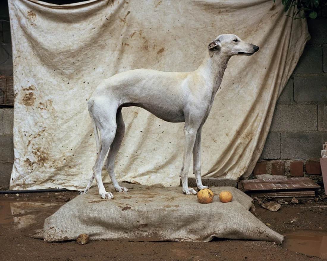 GALGOS#2 011