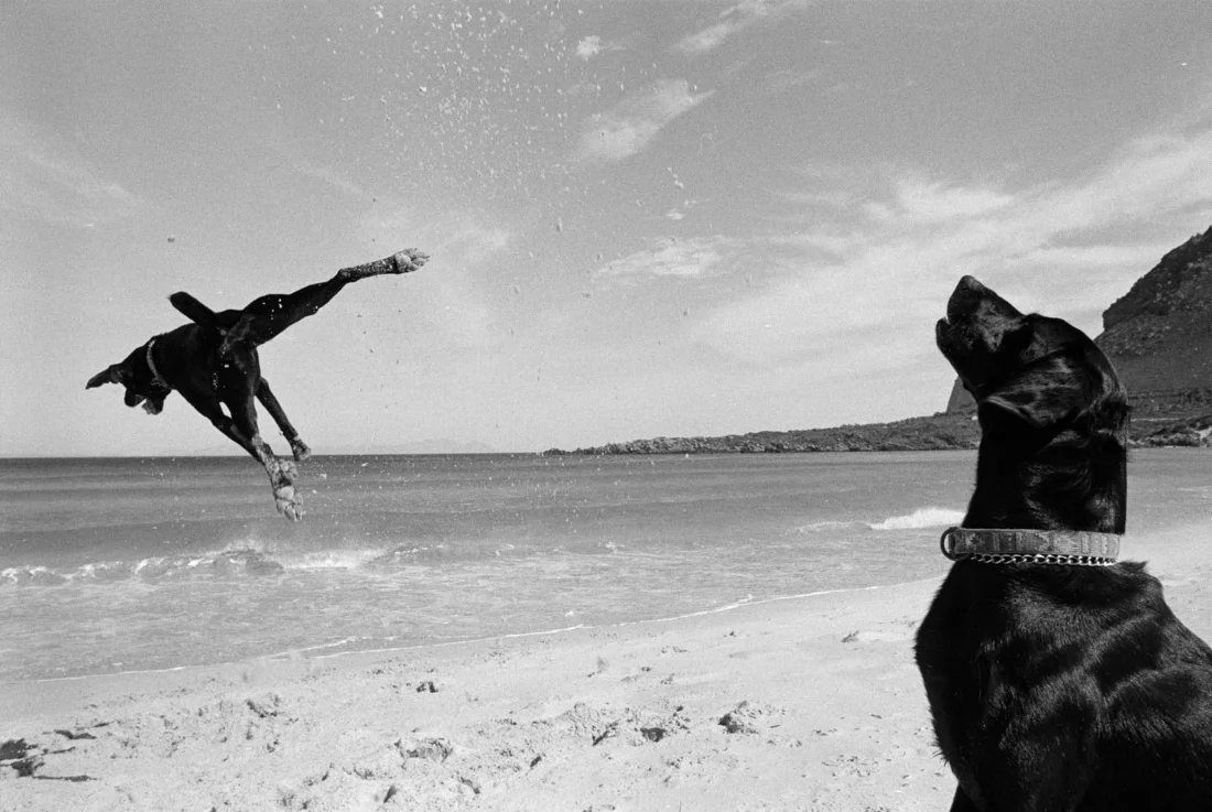 Two Dogs, Pringle Bay, Cape, South Africa. 1999/2000