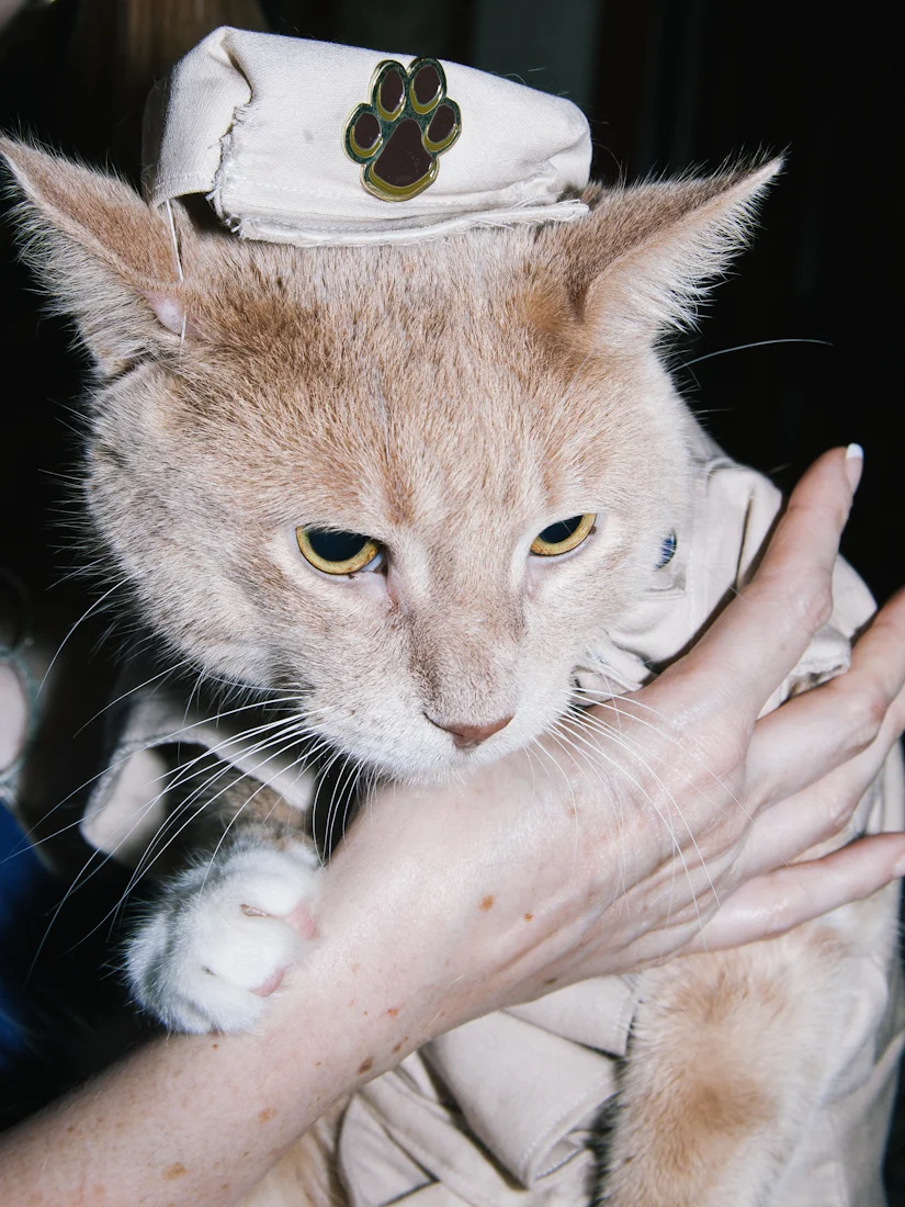 The dog catching cat