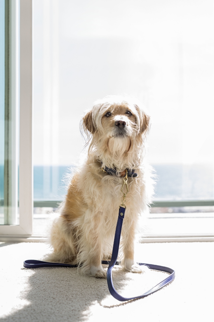 Tucker speaks: the story of a dog, his Dad W. Bruce Cameron, his Mom Cathryn Michon and what it's like to taste fame as seen by Mark Leibowitz