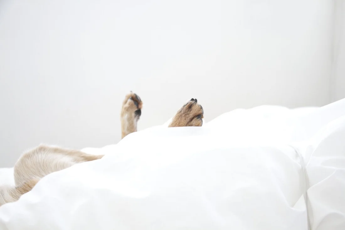 Keeper's toes