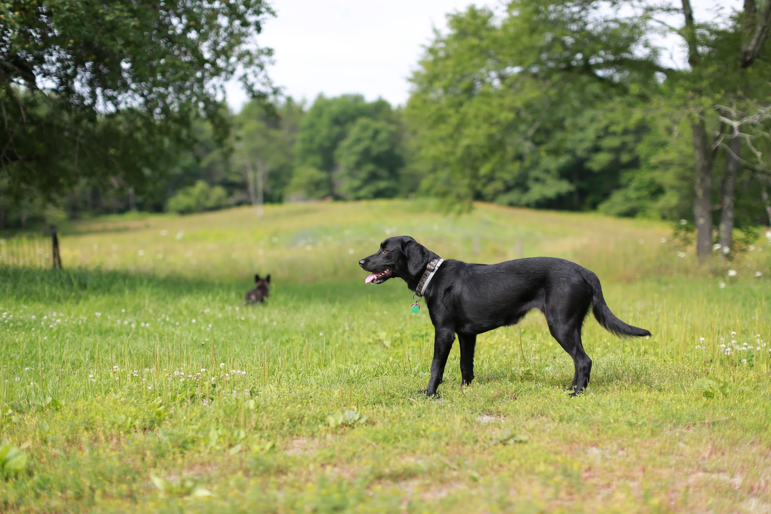 THIS IS MAUDE and she’s the most wonderful lab/hound mix EVER! She lives in Wiscasset, Maine. Carter was picking up stools from her dad, Andy Abello (who’s insanely talented) and he invited us over to play… Charlie fell in love.