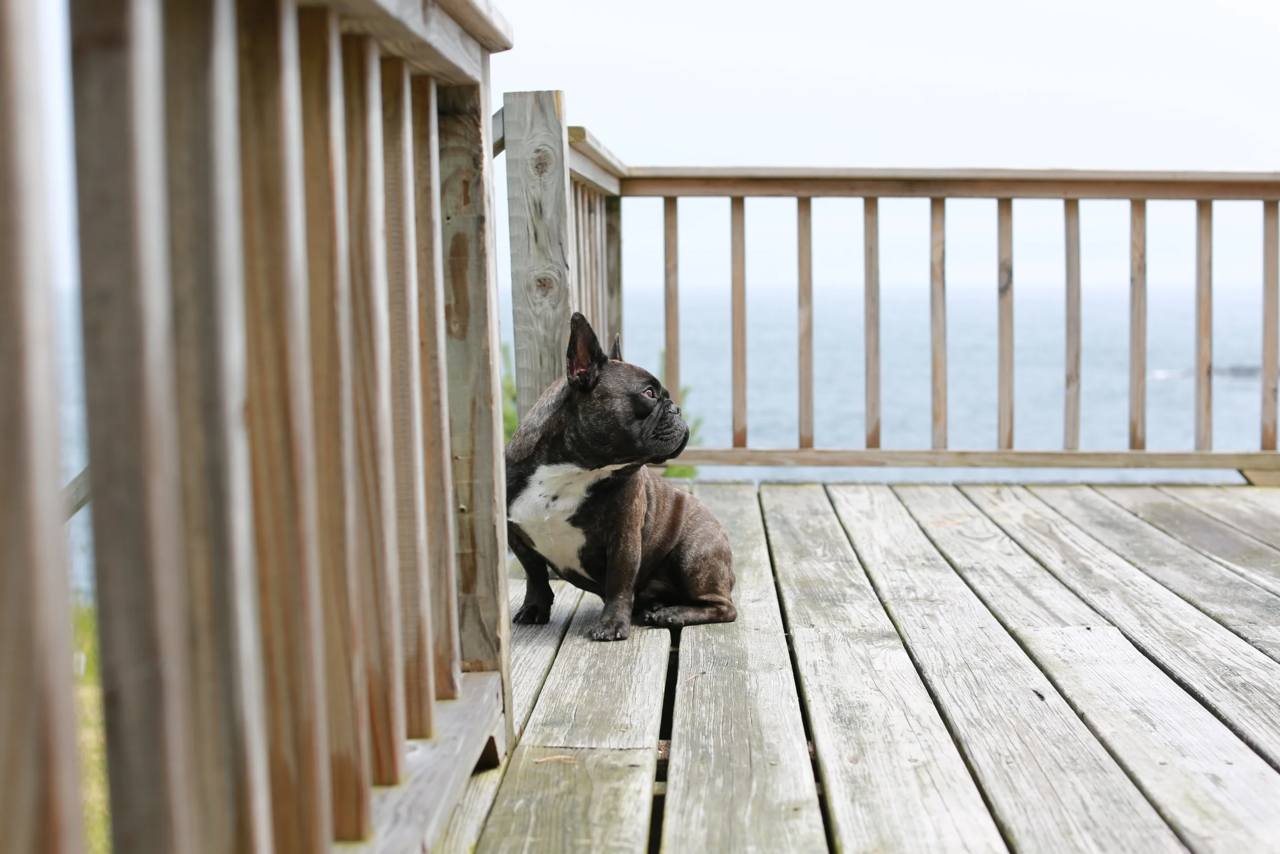  I took this portrait of Charlie taking it all in before the drive back to NYC.