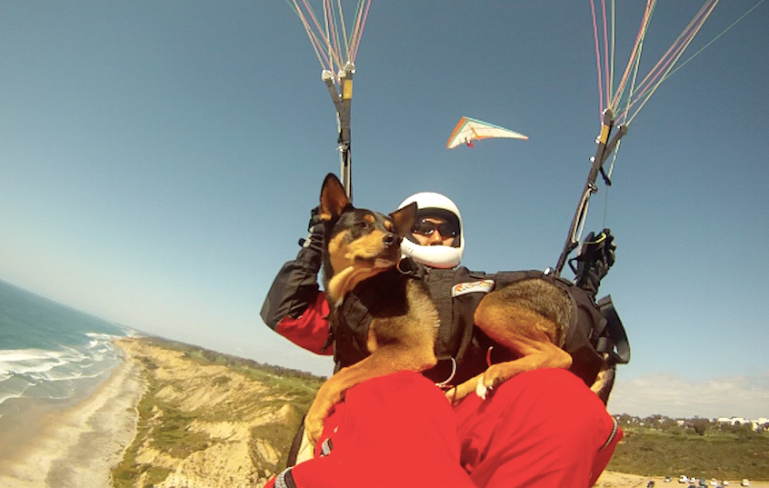 OK, not only does this dog surf but hang gliding is part of her vocabulary also!