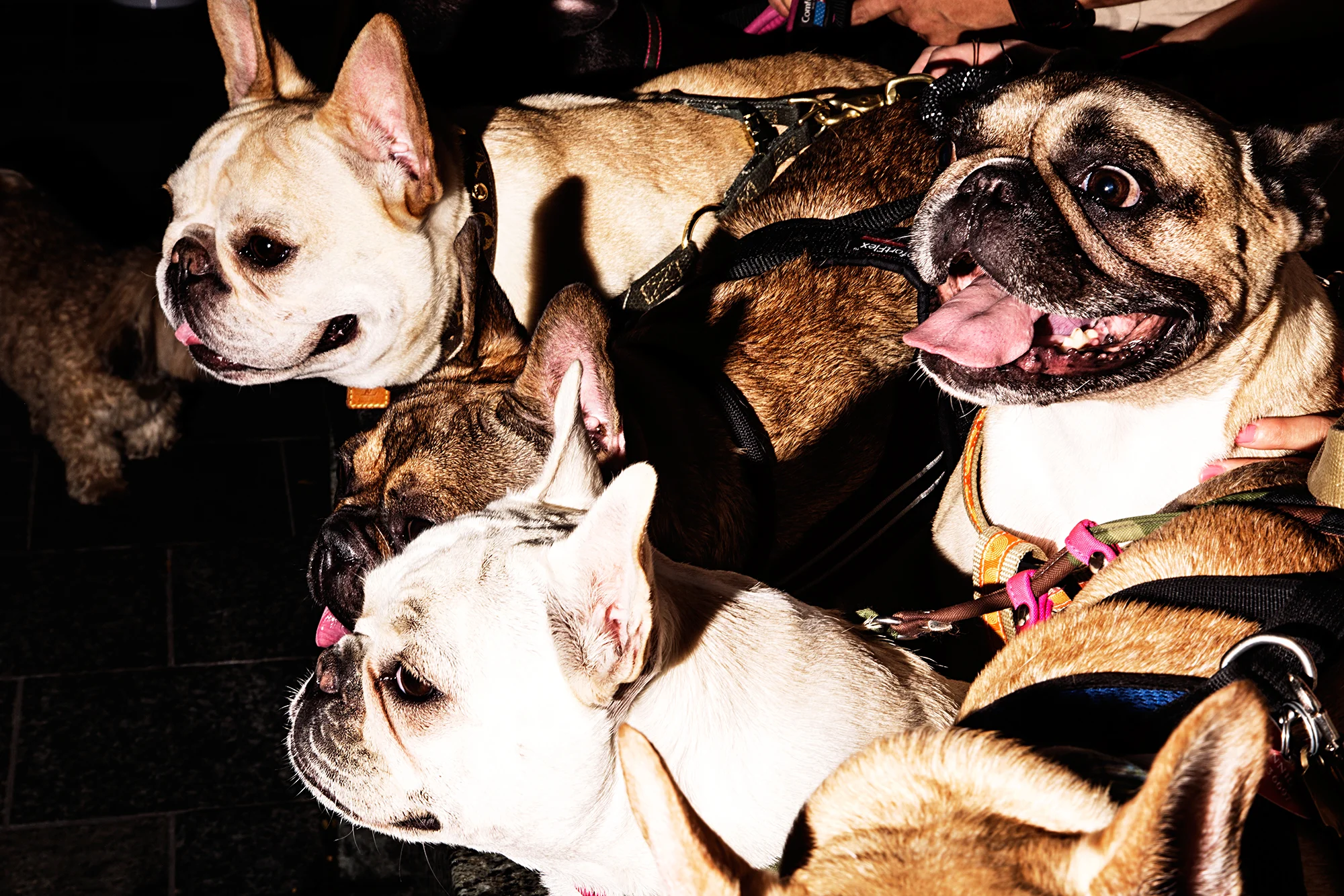 @thedailywalter, @lolabarksdale, @suggsthefrenchie and @tuppee_nyc_frenchie