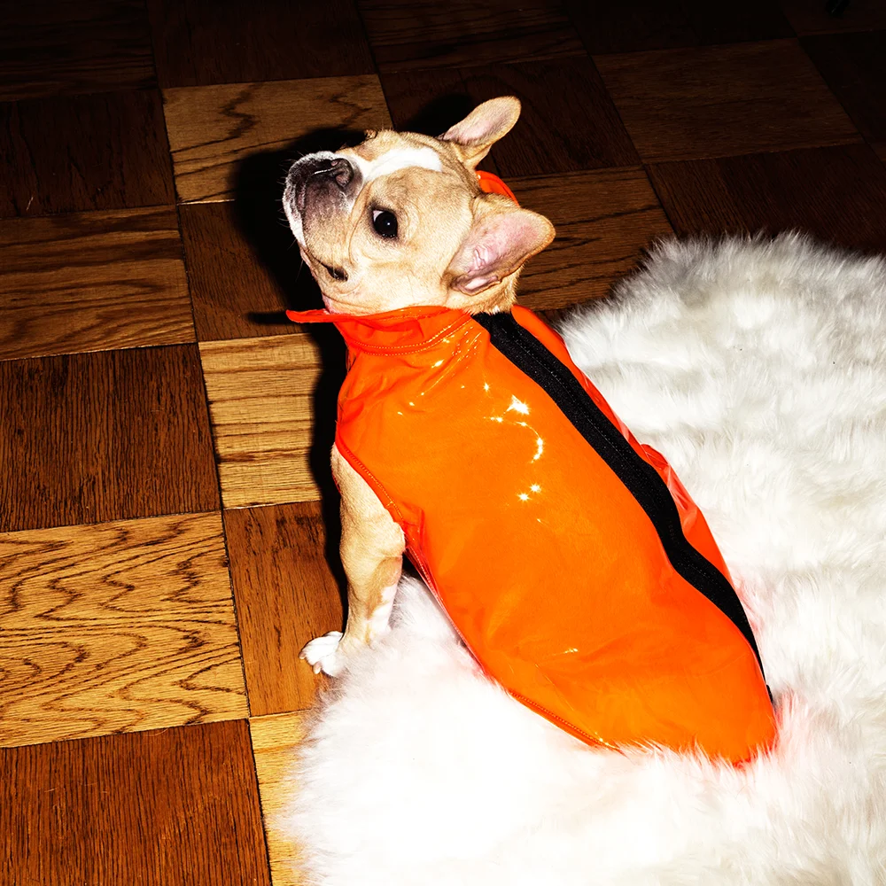 Raincoat: Ware of the Dog