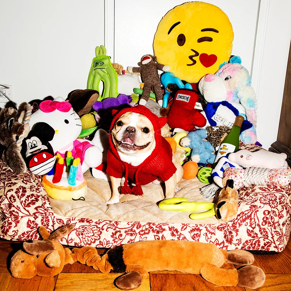 SO MANY CHOICES, what's a Chloe to do? Sweater: Ready to Wag Devil Hoodie