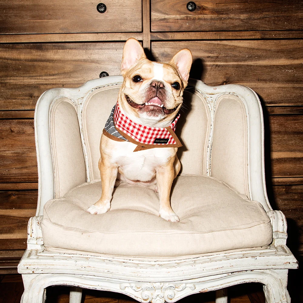 Bandana: Hound & Tail