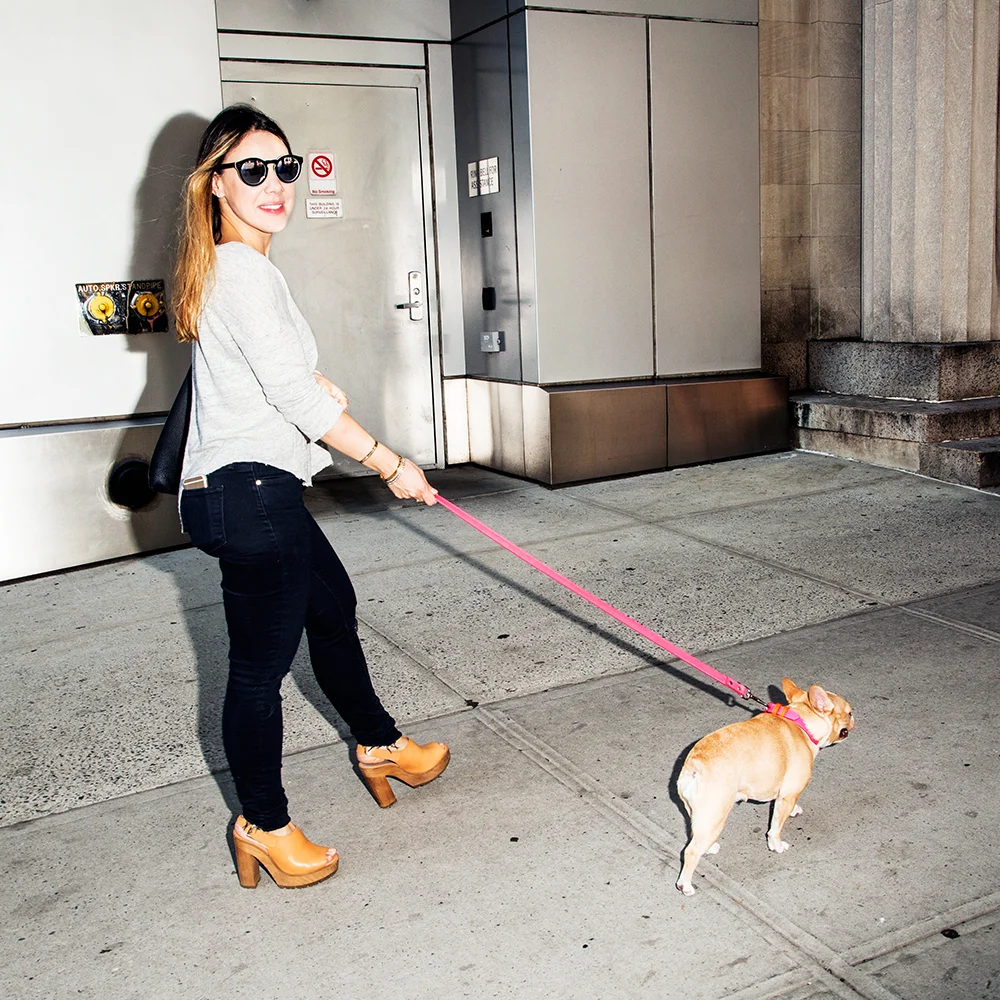 Collar/leash: Ware of the Dog