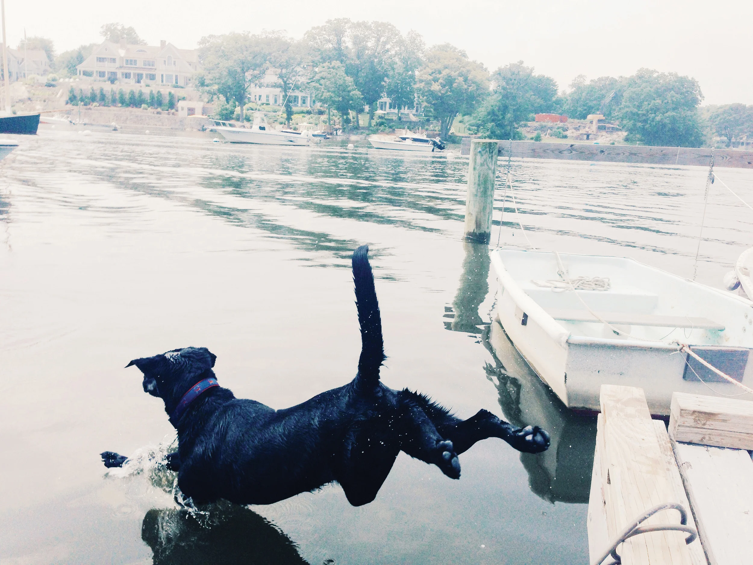 Harry, the lead taste tester for the book jumping off a dock in Rowayton, CT.