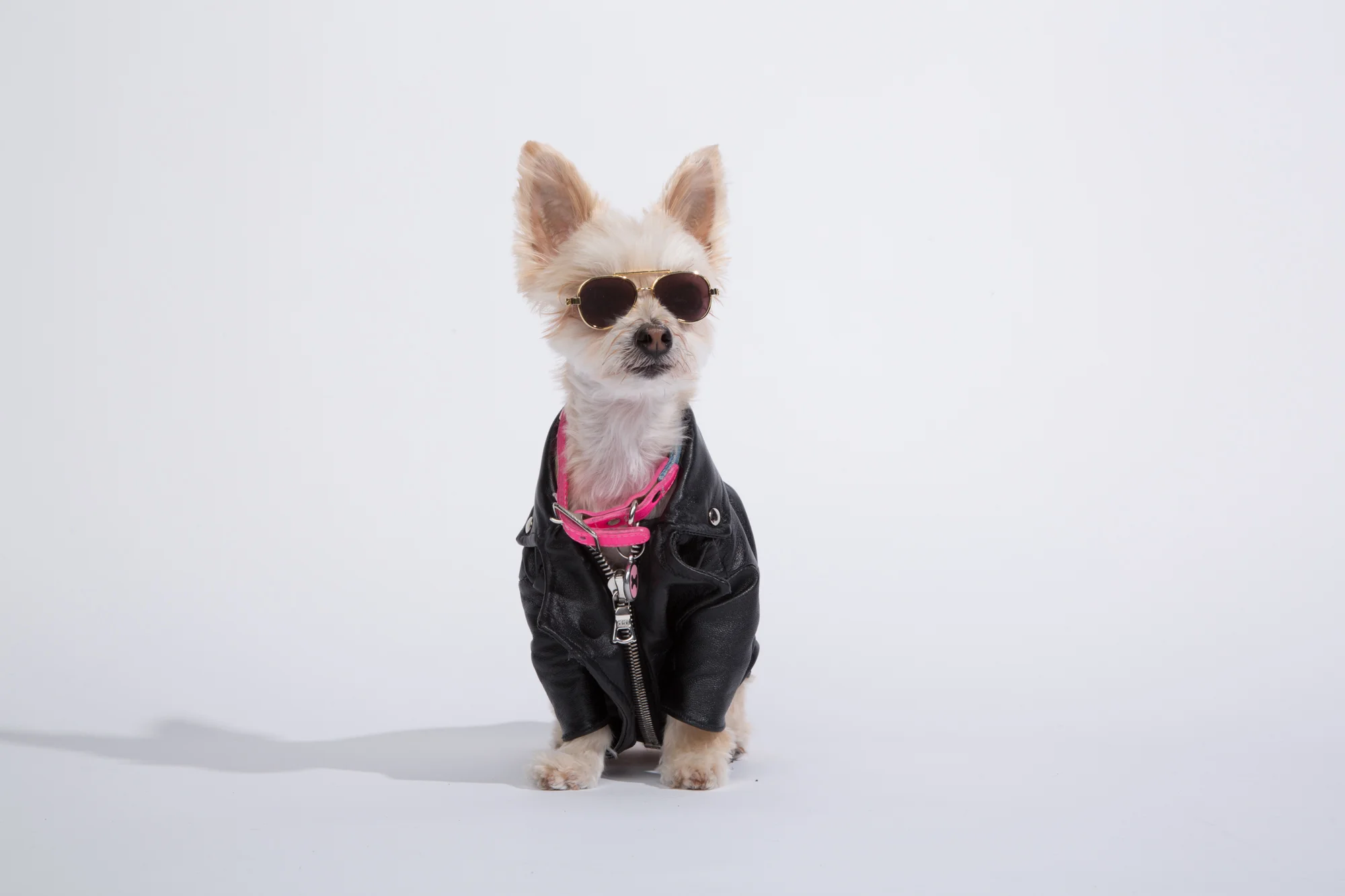 Striking a pose, just another day in the life of Ella Bean . Photo by: Alex Ulreich