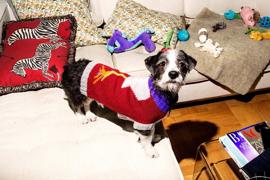 Lafitte sporting a Dusen Dusen sweater with a pile of toys including a white knot toy from The Knot House and coffee cup from Haute Diggity Dogs