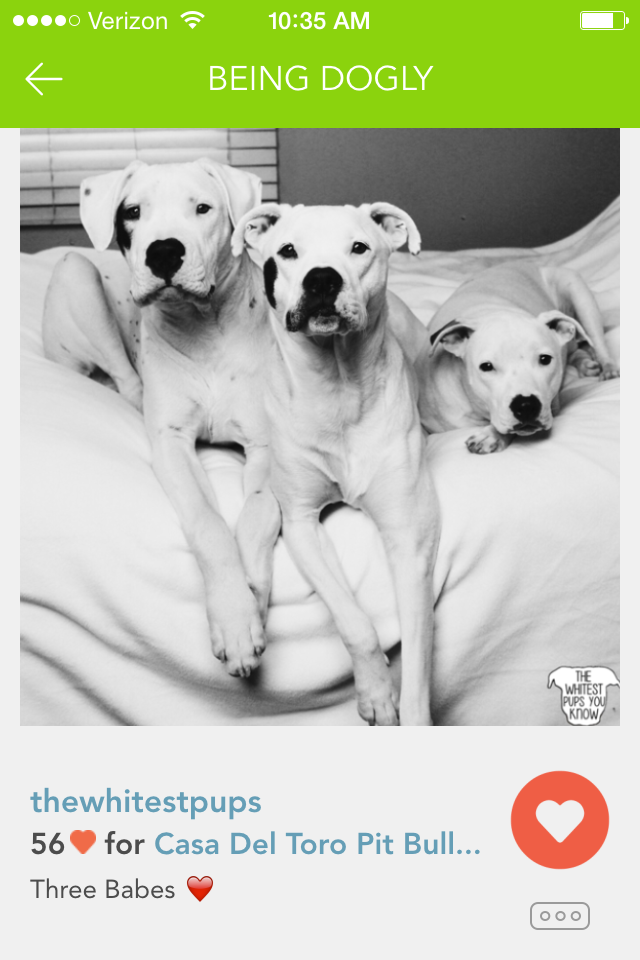 whitest pups babes.PNG