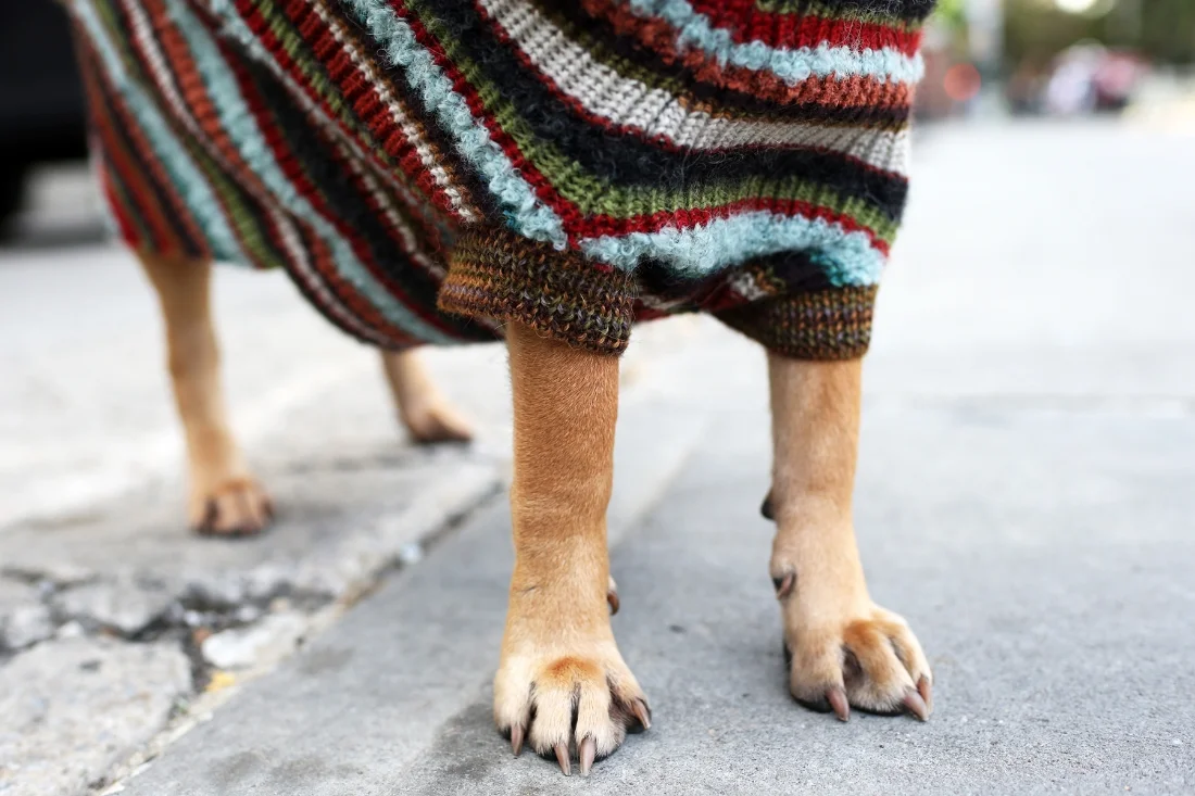 Belinda is a Shar Pei mix, 8 years old