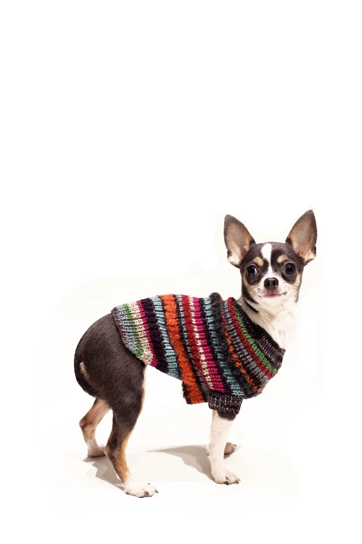 Chiquita is a Chihuahau, 1 yr with a siter Jane, 3 year should be adopted together