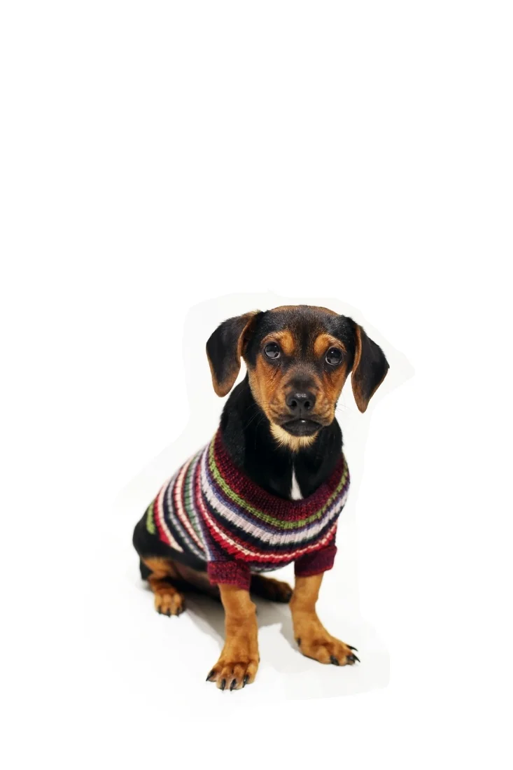 Sebastian is a Dachshund Beagle mix, 6 mo neutered
