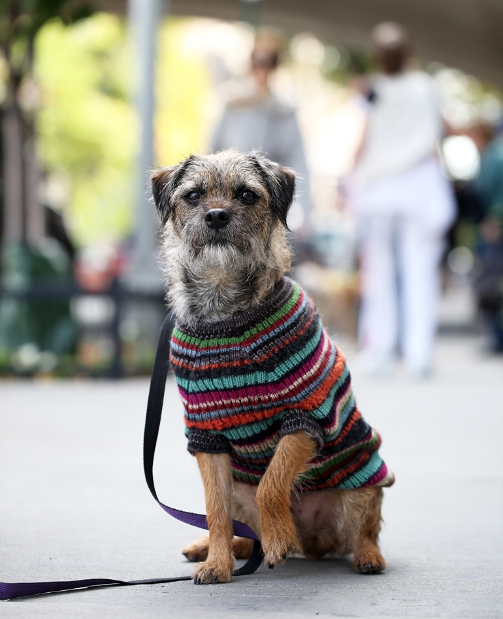 Peruvian Connection is warming up these beautiful dogs from Humane Society of NY