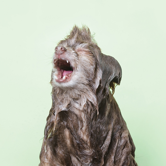 Mrs. Sizzle's dog gone Fall book round up