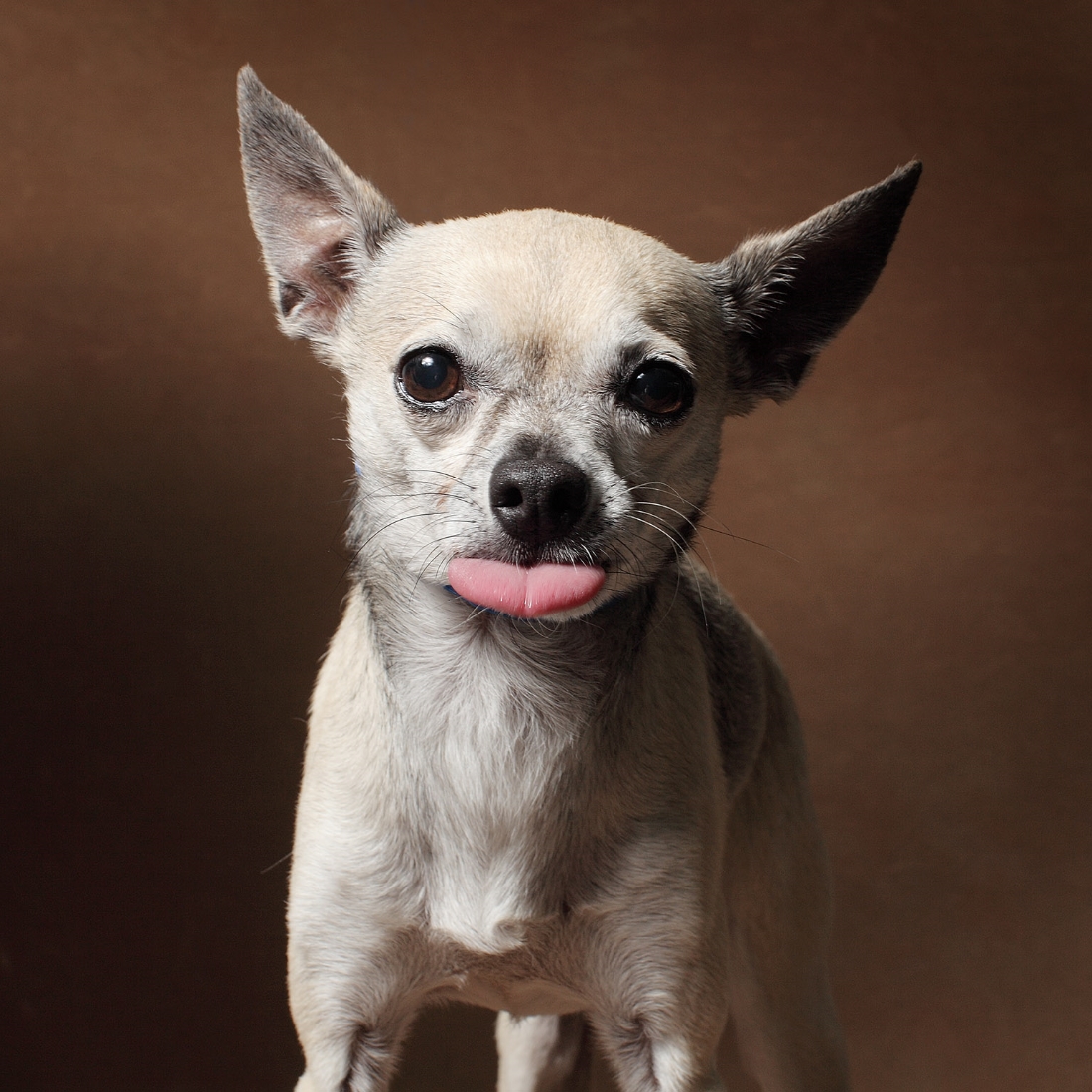 Vincent Flouret and the gorgeous dogs of LA ANIMAL SERVICES