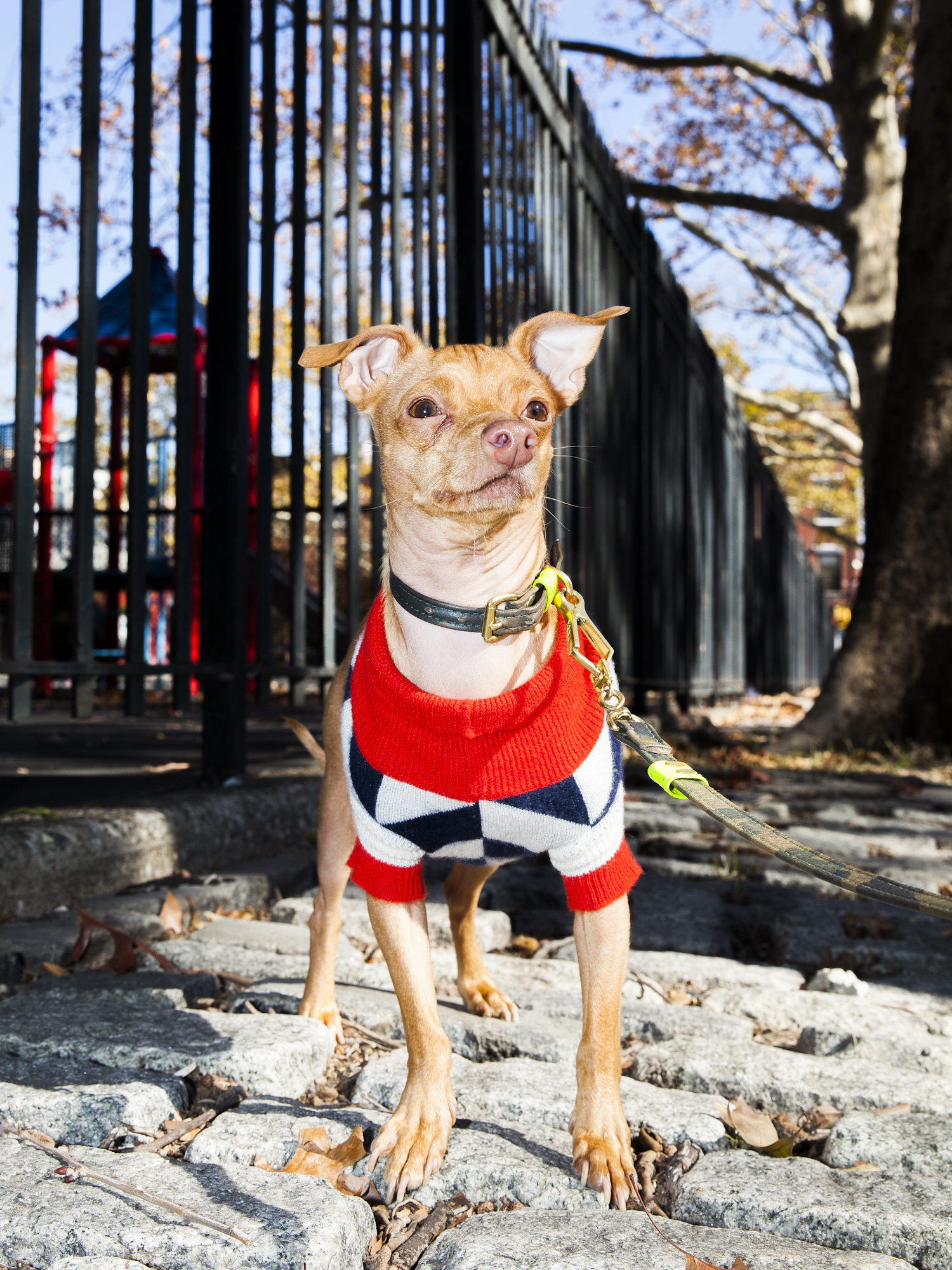 BETTER WITH PETS SUMMIT IN BROOKLYN WAS ANIMAL EXTRAVAGANZA