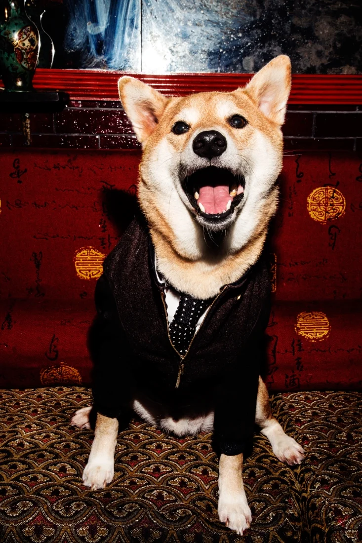 mrs sizzle menswear dog.jpg